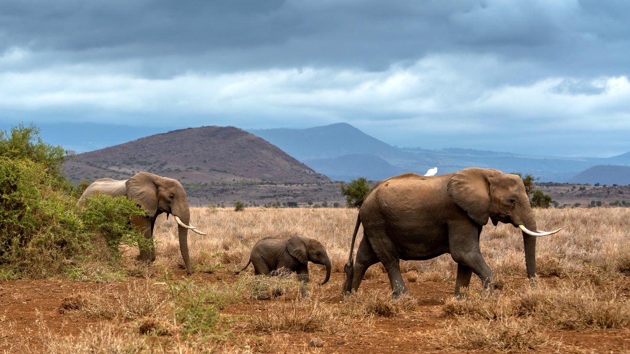 Elephants in Kitenden Conservancy with Lemomo Hill in the background