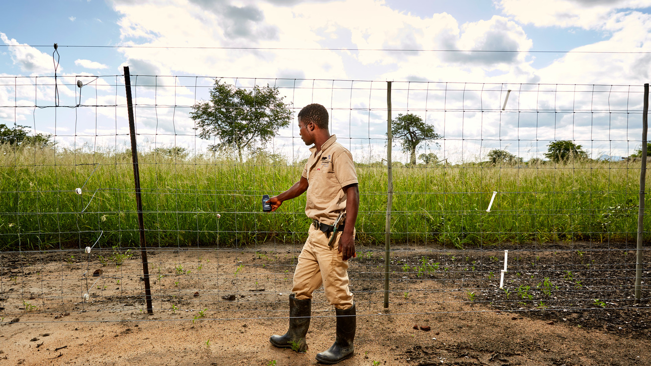 Time checks the boundary fence that separates Liwonde National Park from the Chikolongo Livelihood Project, Chikolongo, Malawi.