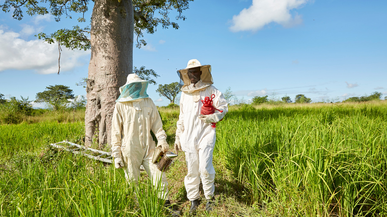 Rodrick and Justin take care of the Chikolongo Livelihood Project's apiary, bees and honey, Chikolongo, Malawi.