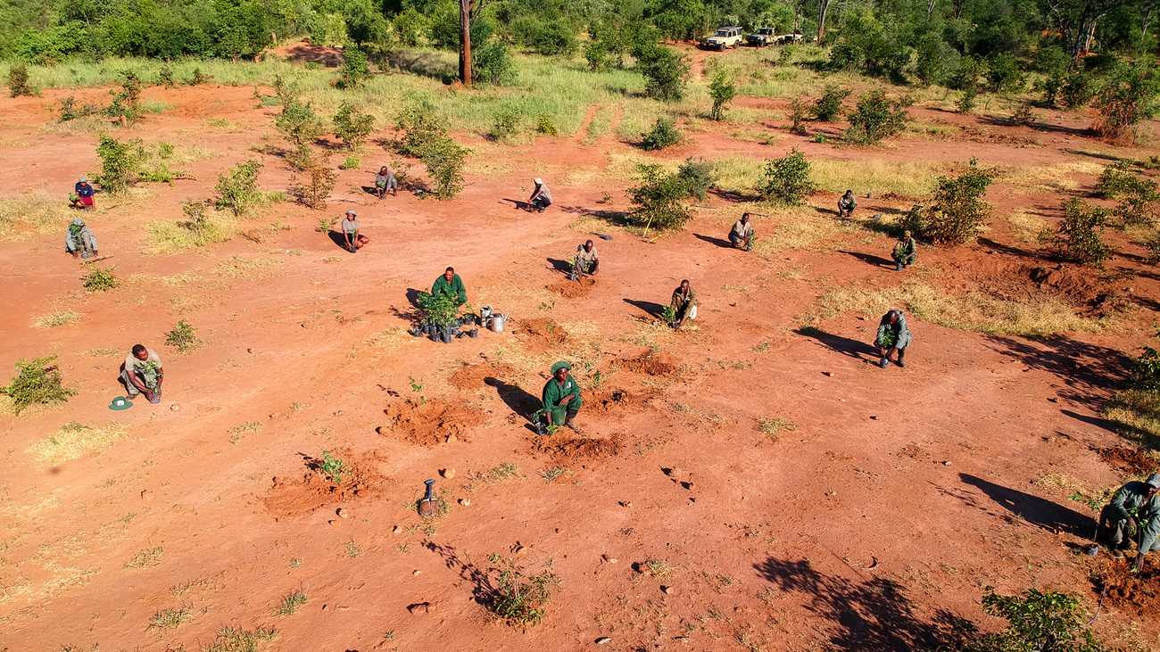 Tree planting in Victoria Falls, Zimbabwe supported by IFAW.