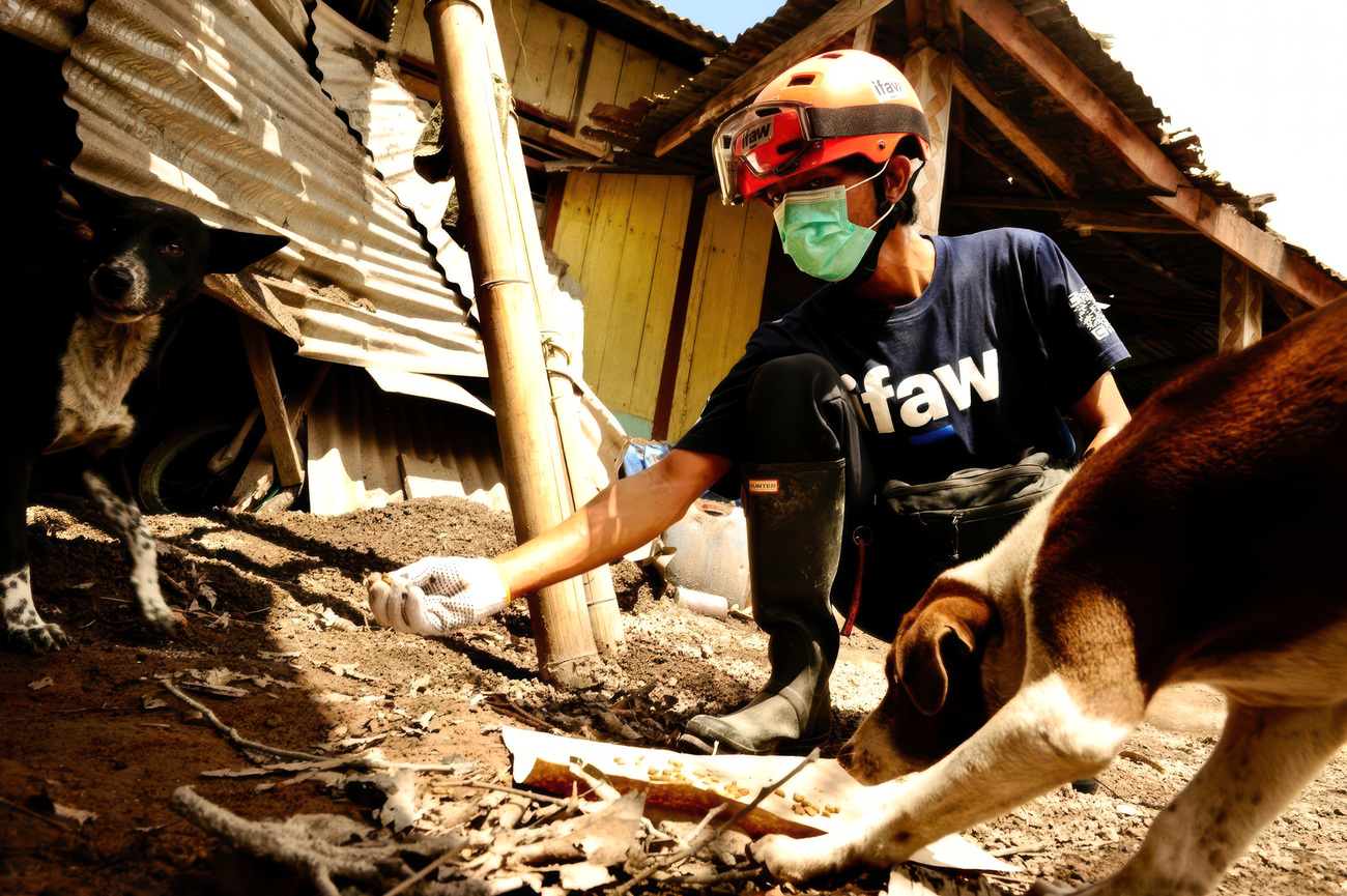 The COP team feeds dogs in the aftermath of the eruption of Mount Lewotobi.