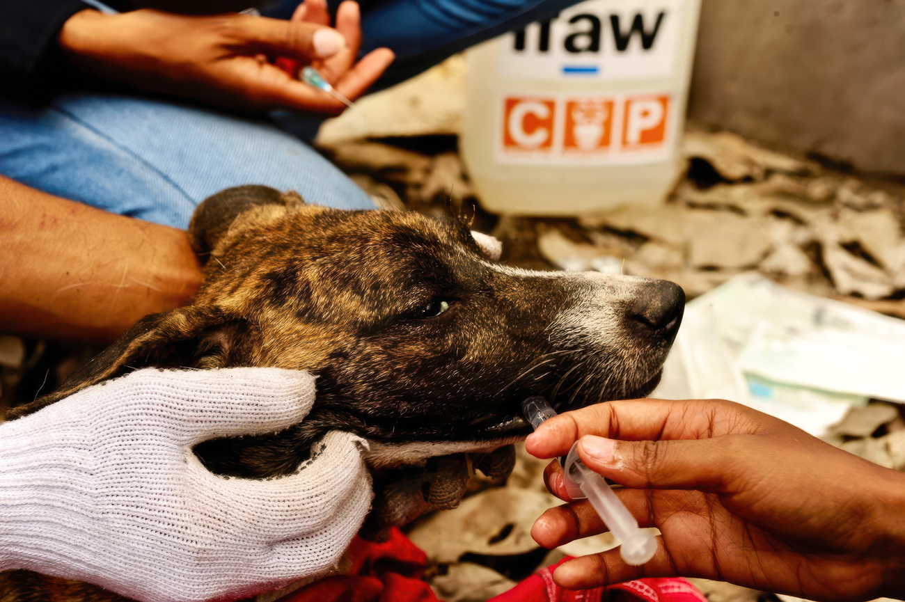 The COP team hydrates Bimbo the dog, who was found alone after fourteen days.