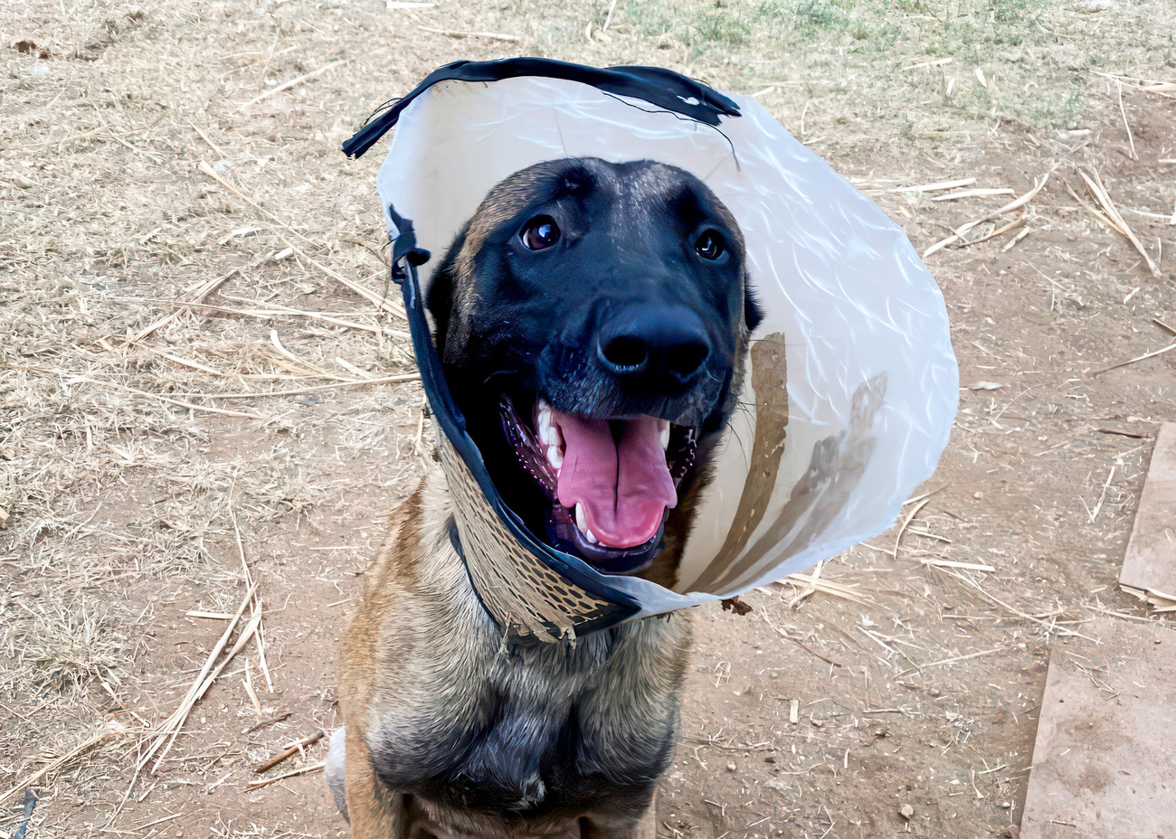 A dog evacuated from southern Lebanon with a broken leg, now having received leg surgery and in care with Give Me A Paw.