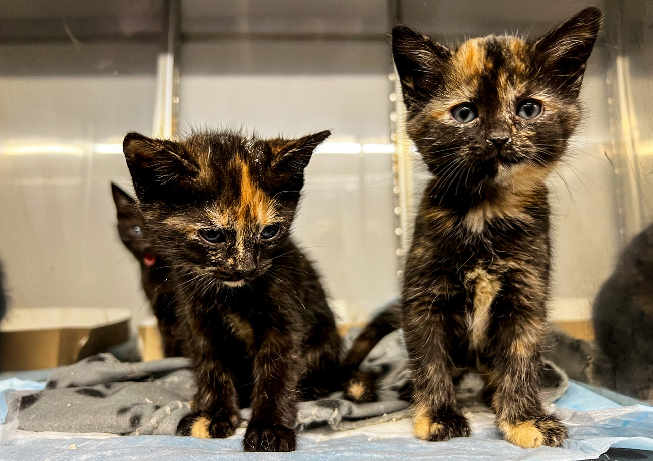 Kittens Hurricane Helene survivor Diane Sanchez gave up for adoption while staying with her pets at an IFAW-supported shelter in Asheville, NC.