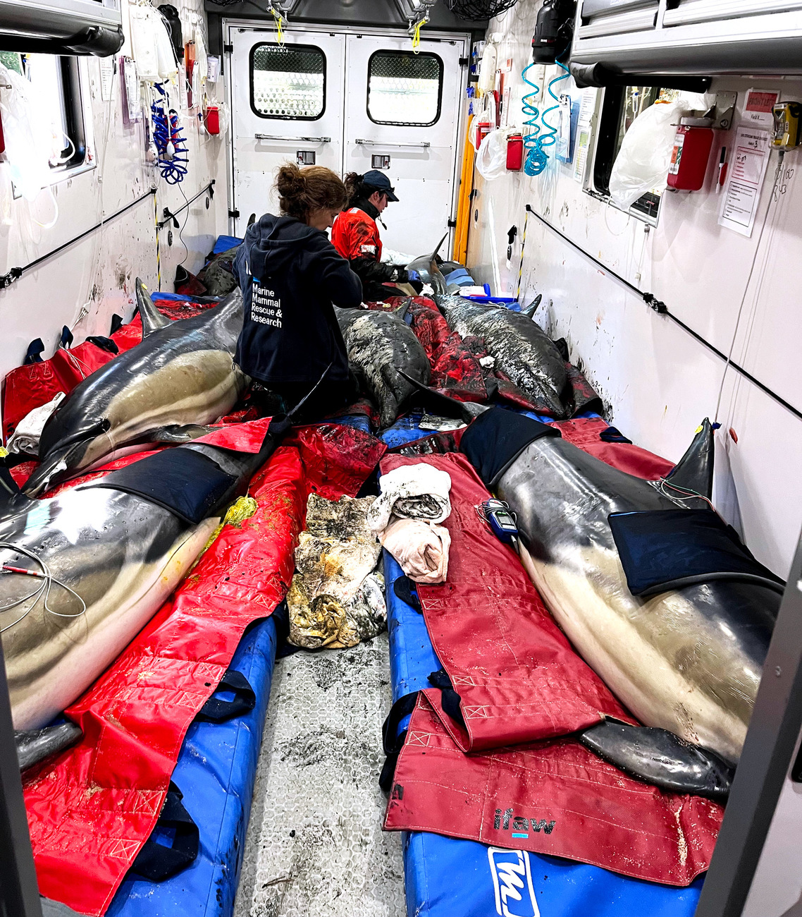 IFAW responders tend to stranded dolphins in the mobile dolphin rescue clinic (MOBY).