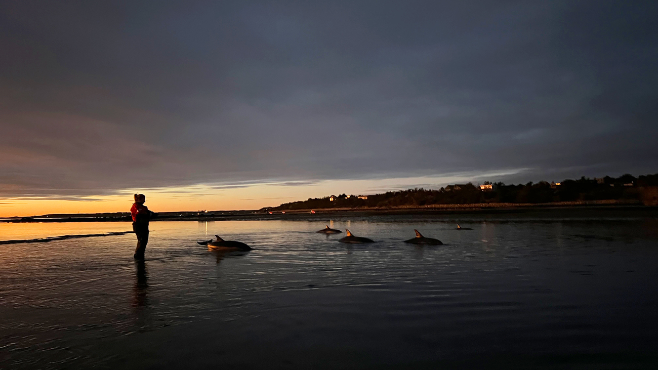 IFAW team supervises the refloat of 10 dolphins on the evening of 15 November 2024