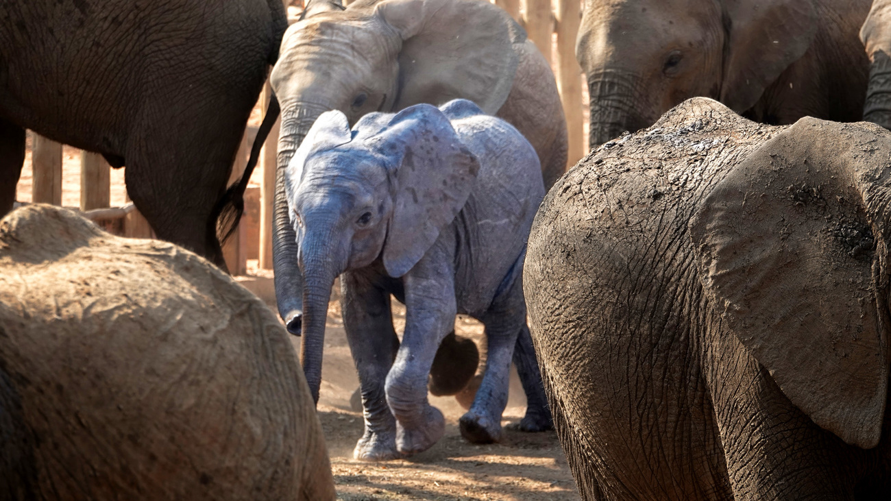 Murphy the elephant calf with the herd at Panda Masuie.