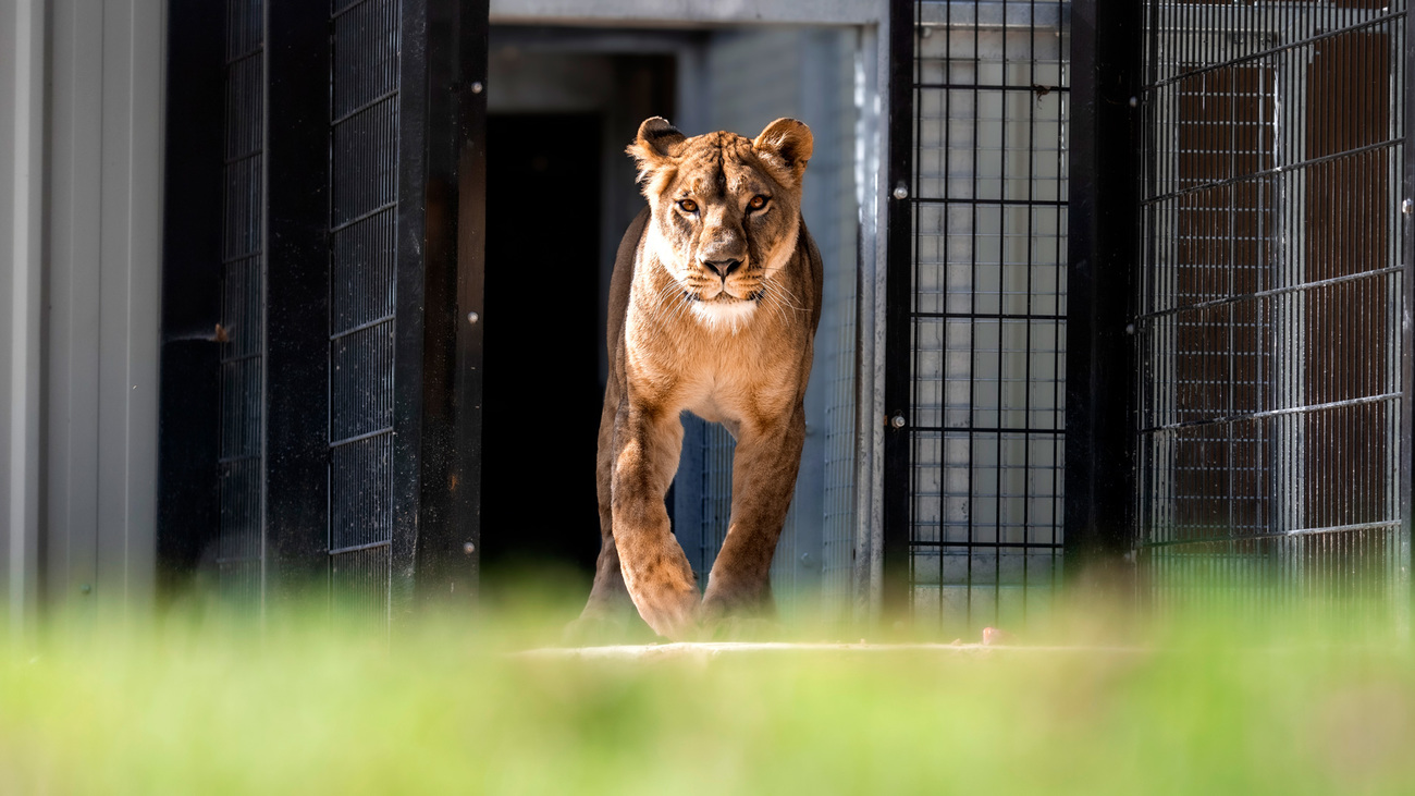 After being evacuated from war-torn Ukraine, rescued lioness Yuna goes outside for the first time at her new home in the UK, The Big Cat Sanctuary.