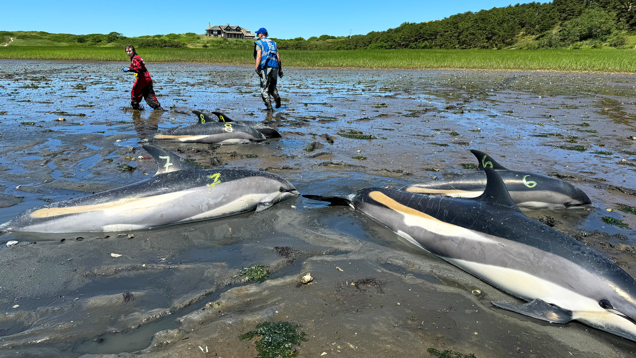 Responders race to save dolphins in Wellfleet, MA, during the largest mass stranding in IFAW’s response history.