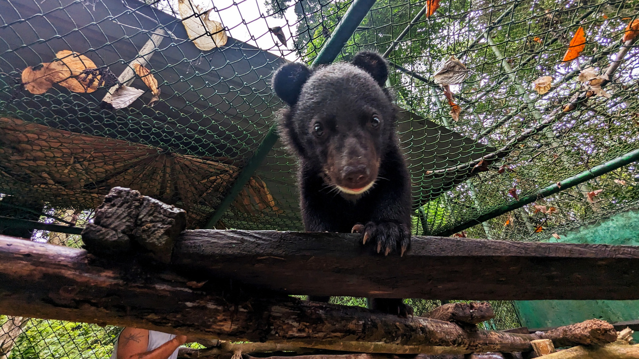 Papum the Asiatic black bear cub in care at Wildlife Trust of India’s Centre for Bear Rehabilitation and Conservation.