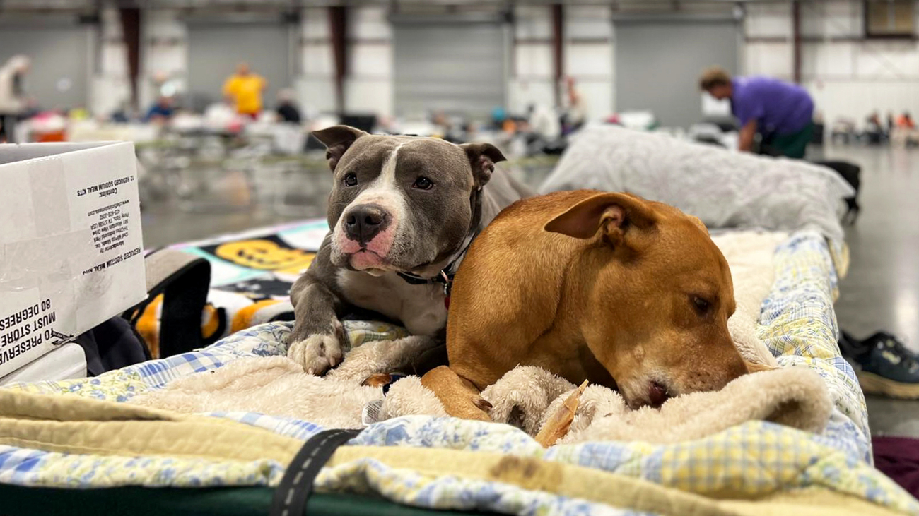 Dogs at an IFAW-supported shelter in Asheville, North Carolina, after being displaced by Hurricane Helene.