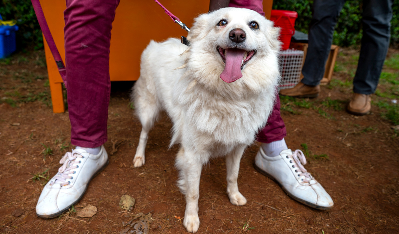 Following the deadly floods in Nairobi that killed at least 235 and displaced over 260,000 people in May 2024, a fierce battle against an invisible yet deadly enemy ensues at Waithaka Police station, with animal health specialists leading the charge.  