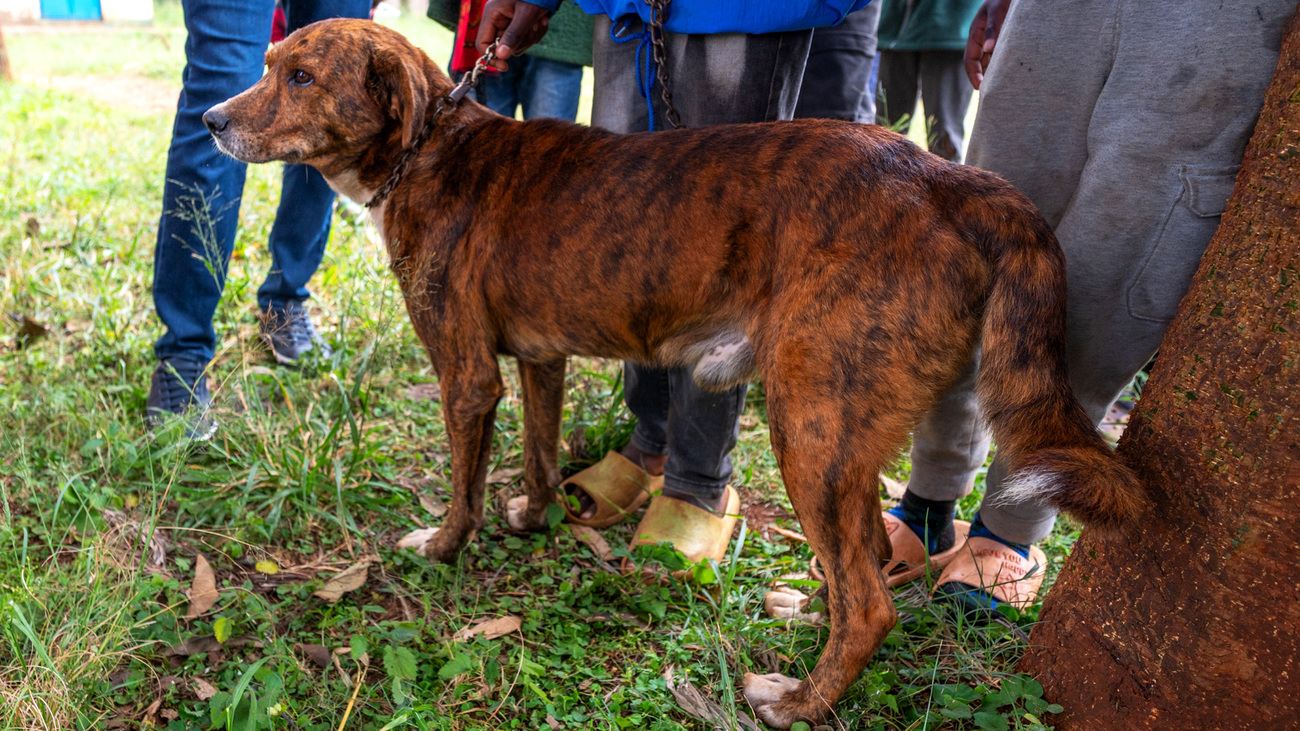 With support from IFAW, a member of KSPCA’s Rabies Vaccination Campaign vaccinates a dog during a rabies outbreak in Nairobi.