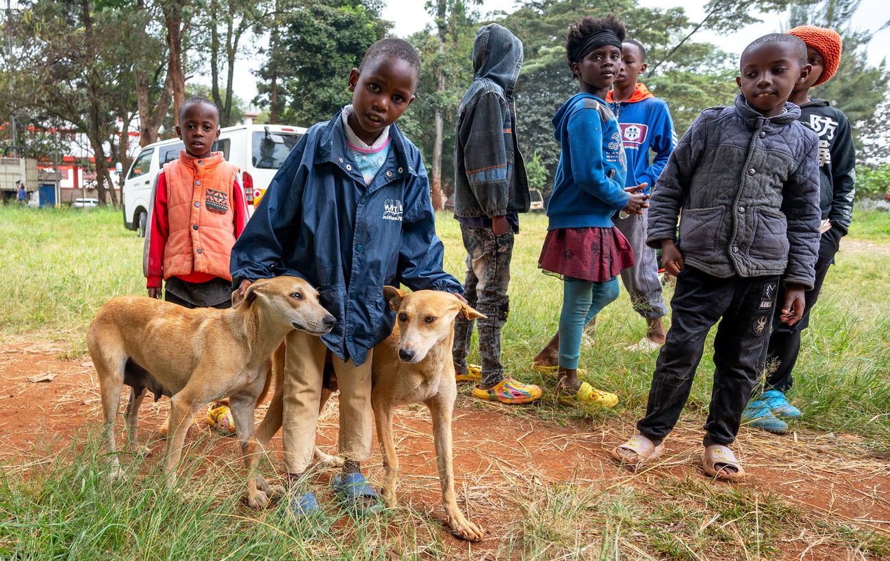 Dogs vaccinated during KSPCA’s Rabies Vaccination Campaign in Nairobi.