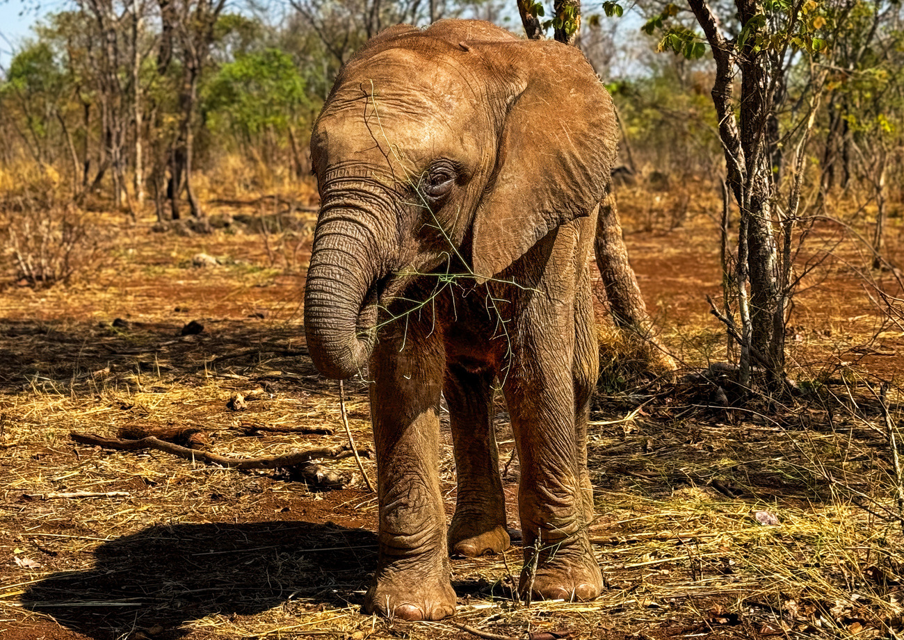 Olifantenkalf Kasungu bij Lusaka Elephant Nursery, Zambia. 