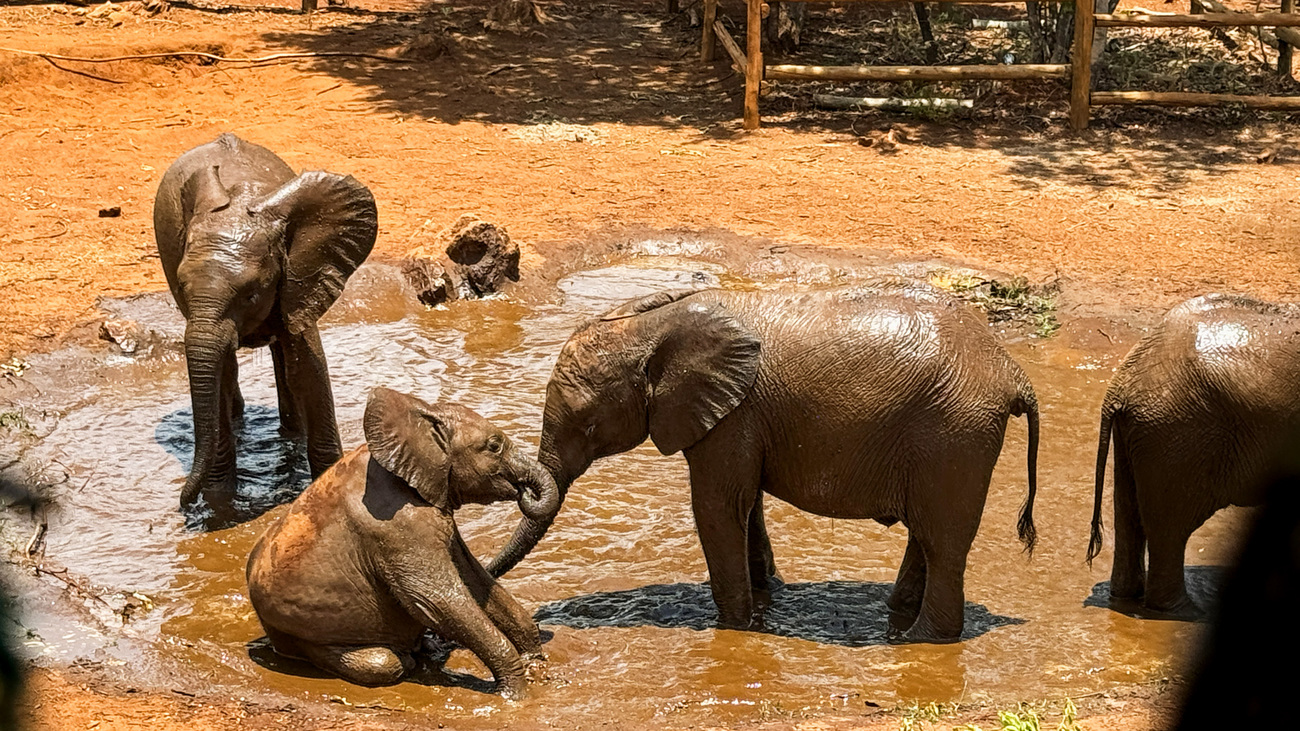 Olifantenkalf Kasungu neemt een modderbad met andere olifanten in de Lusaka Elephant Nursery, Zambia.