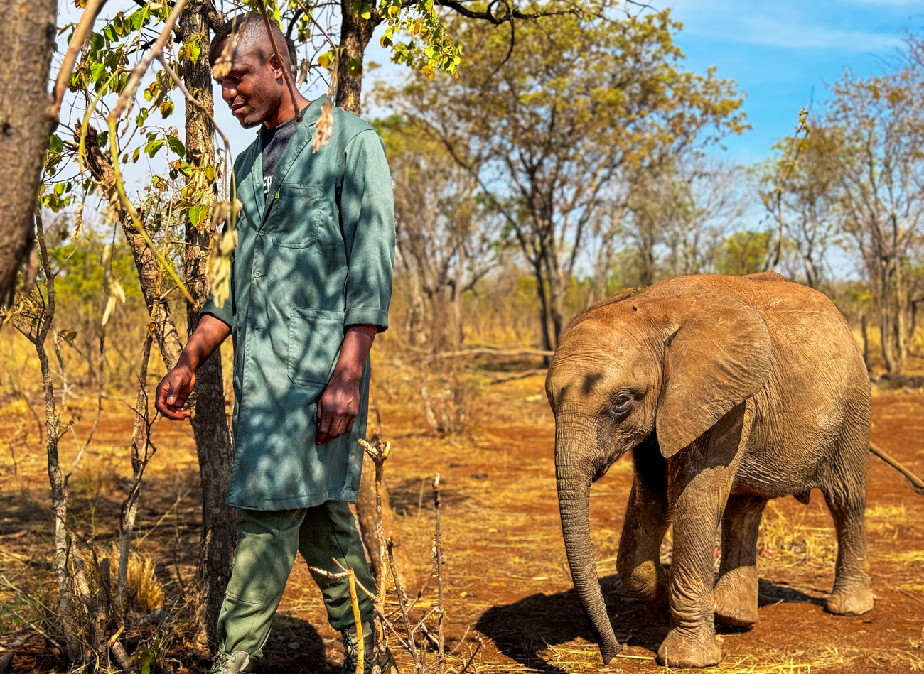 Olifantenkalf Kasungu wandelt met een verzorger in de Lusaka Elephant Nursery inZambia.