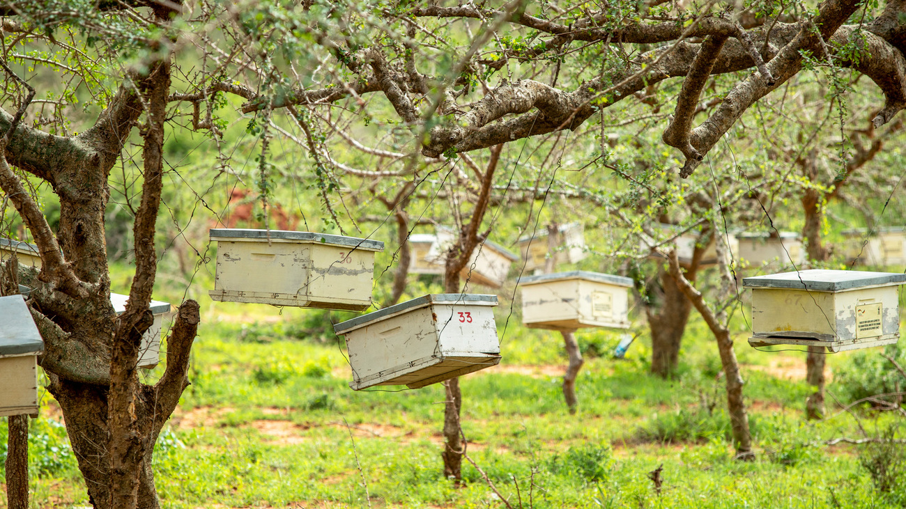 Beehives at Mgeno Wildlife Conservancy.