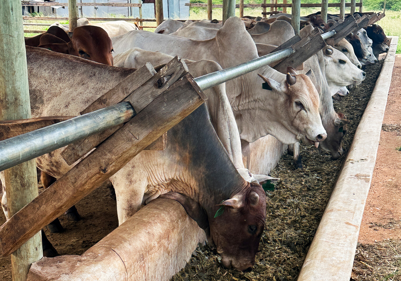 Veehouderij gefinancierd door USAID en uitgevoerd door IFAW in de Kasigau Conservancy, onderdeel van TTWCA, in Tsavo, Kenia.