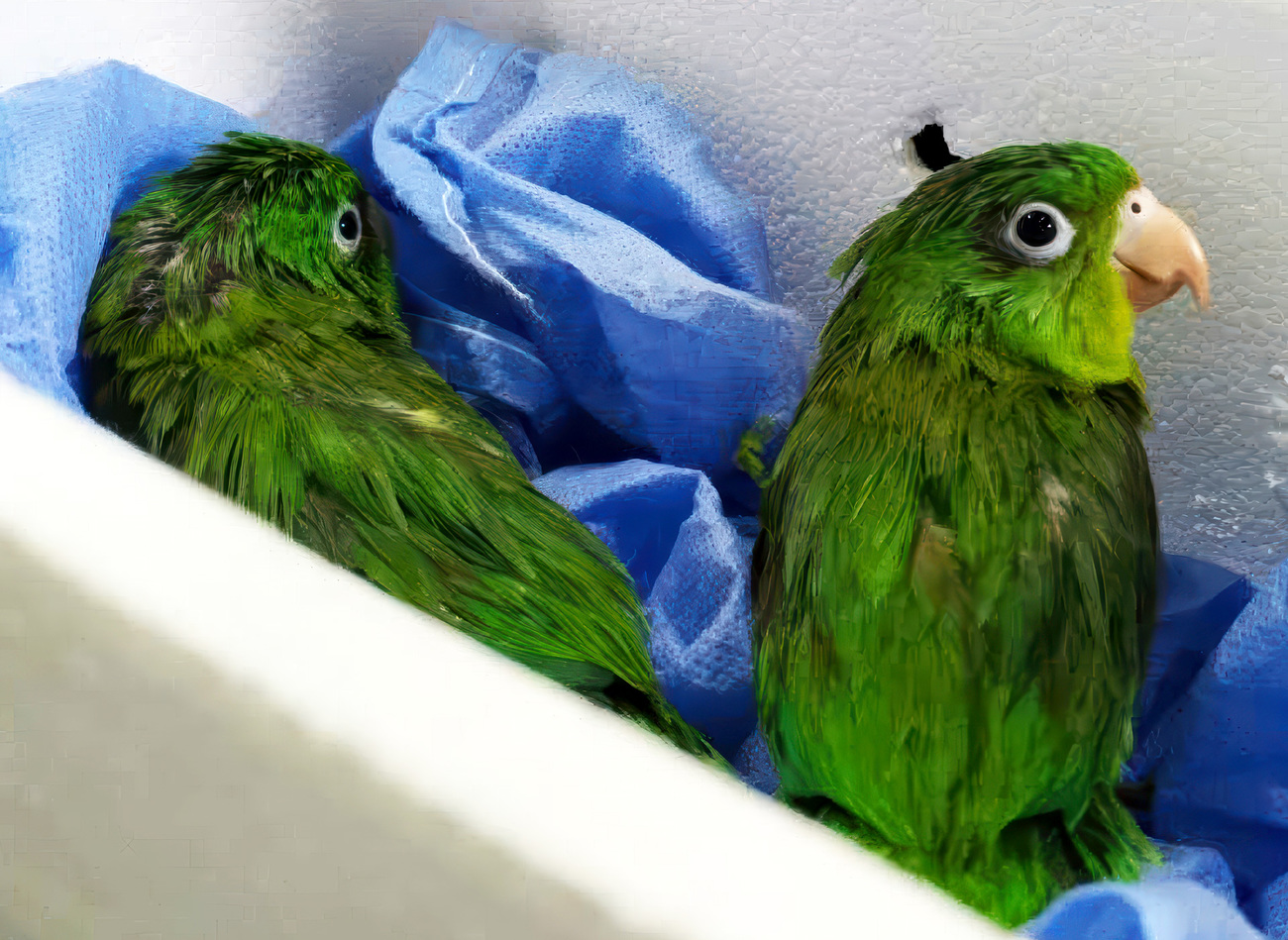 Two orange-chinned parakeets being transported in a Styrofoam cooler were recovered by environmental authorities during an operation at a Bogotá bus terminal, April 2021.