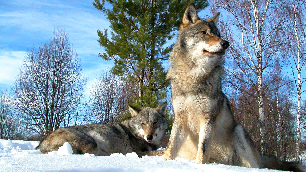 Loup eurasien (Canis lupus lupus) dans la neige.