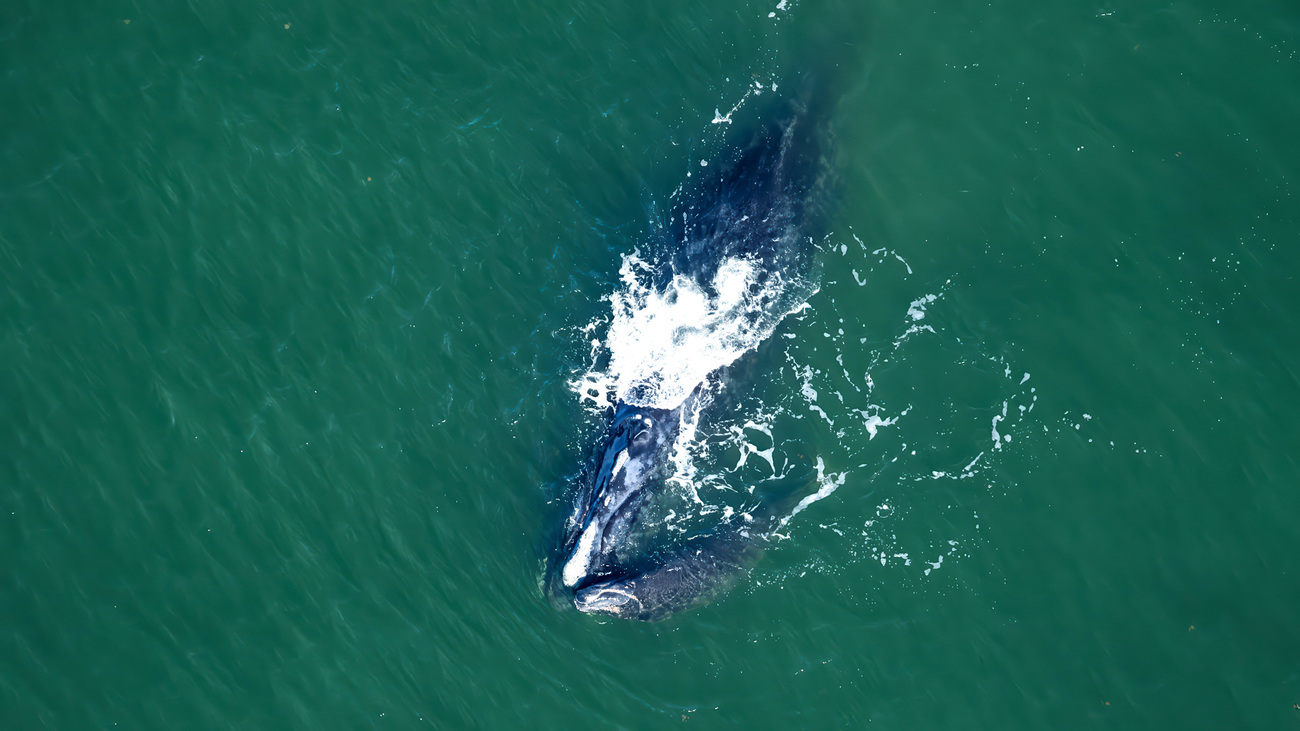 North Atlantic right whale Nauset (Catalog #2413) and calf