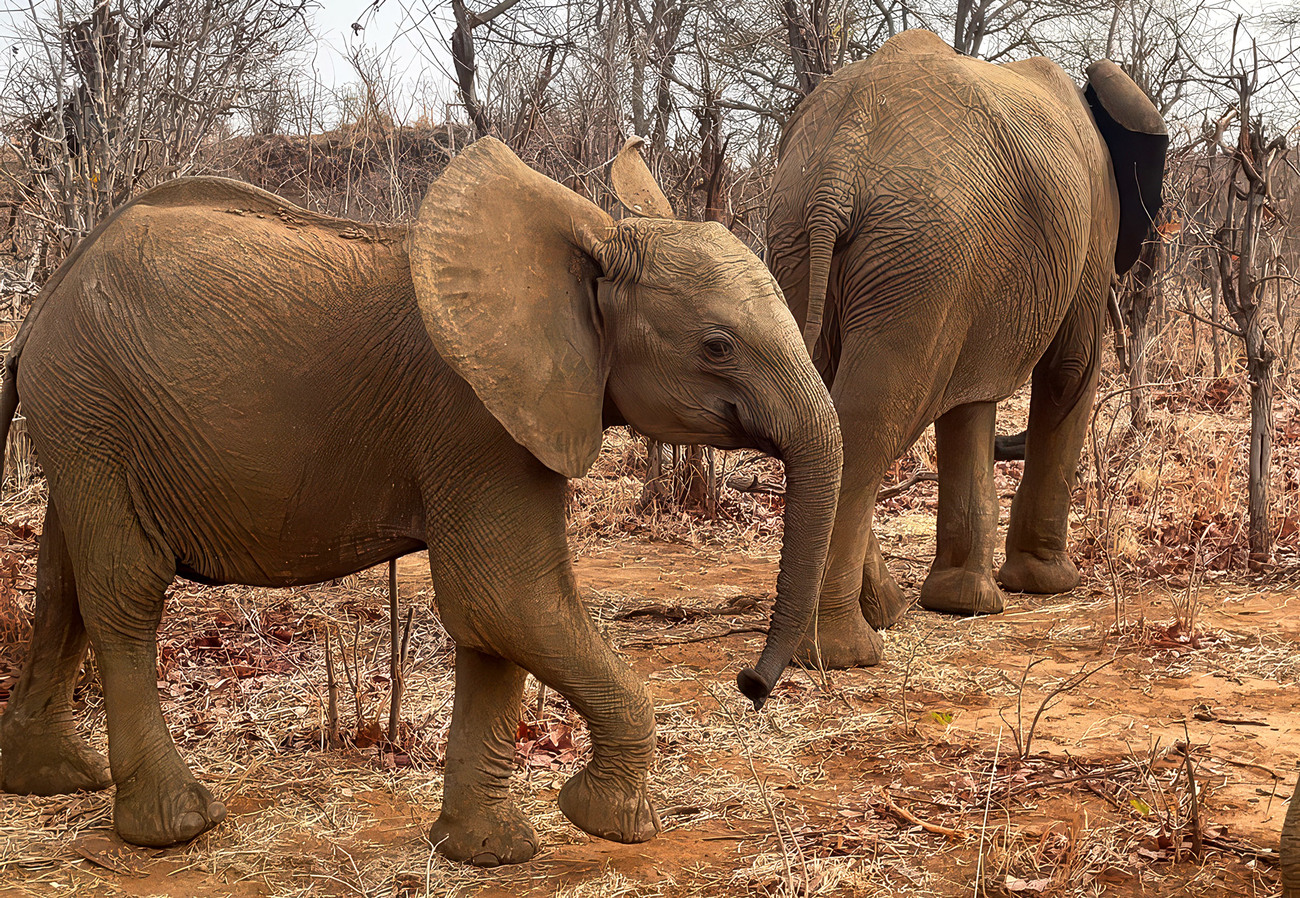 Murphy the elephant calf at Panda Masuie.