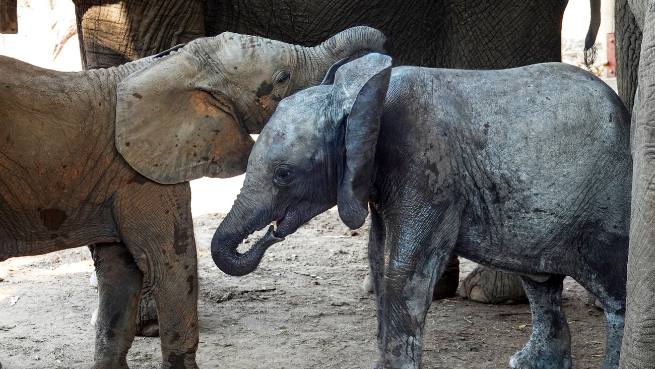 Maggie the elephant calf with Summer, Annabelle’s calf, at Panda Masuie.