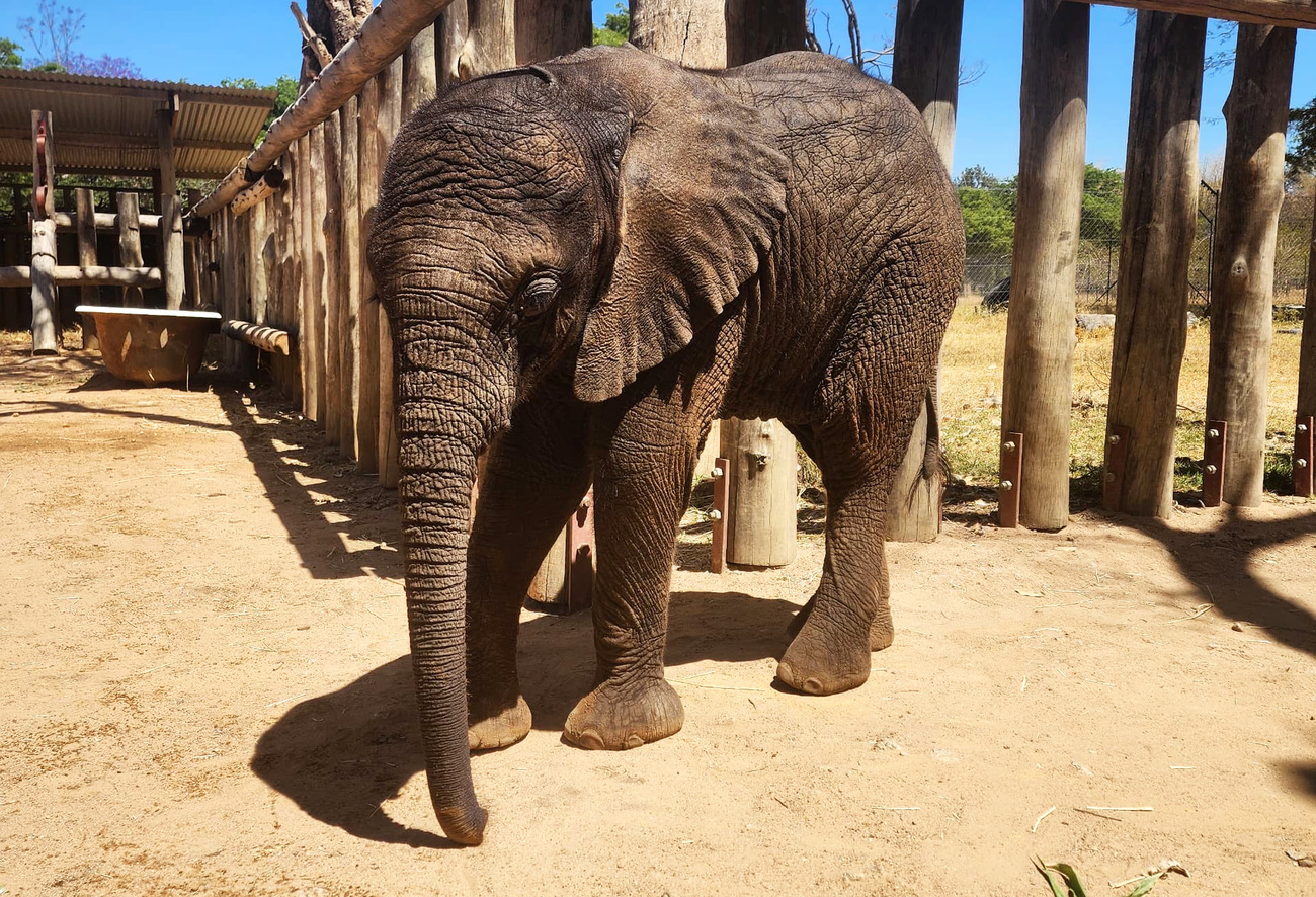 Nina, de olifant die verzorgd wordt bij Wild is Life in Harare, Zimbabwe.