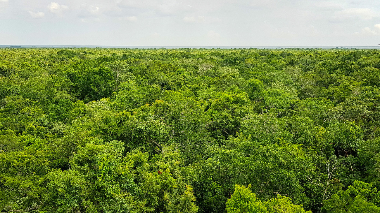 Aerial view of the treetop canopy in Sian Ka'an Biosphere Reserve's tropical forest.