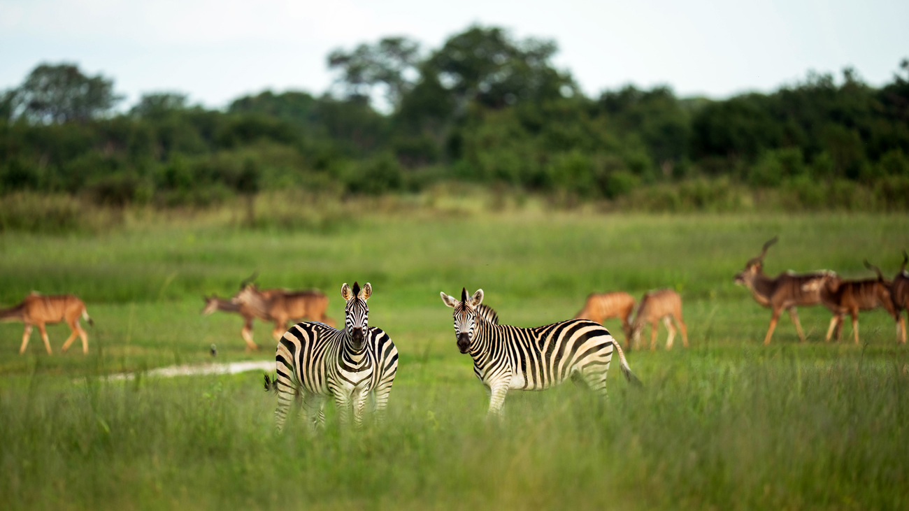 Zebras and antelopes in Hwange National Park, Zimbabwe.