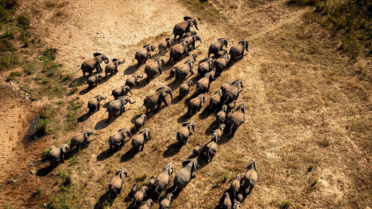 Aerial view of a herd of elephants.