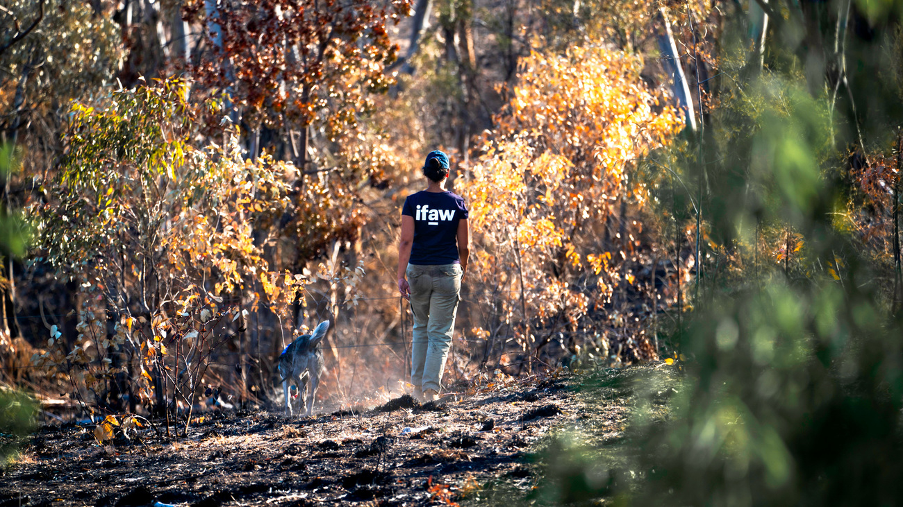 Handler Riana Gardiner and Bear walking through a forest during their black walk through a landscape burnt by the Swanfels Fire.