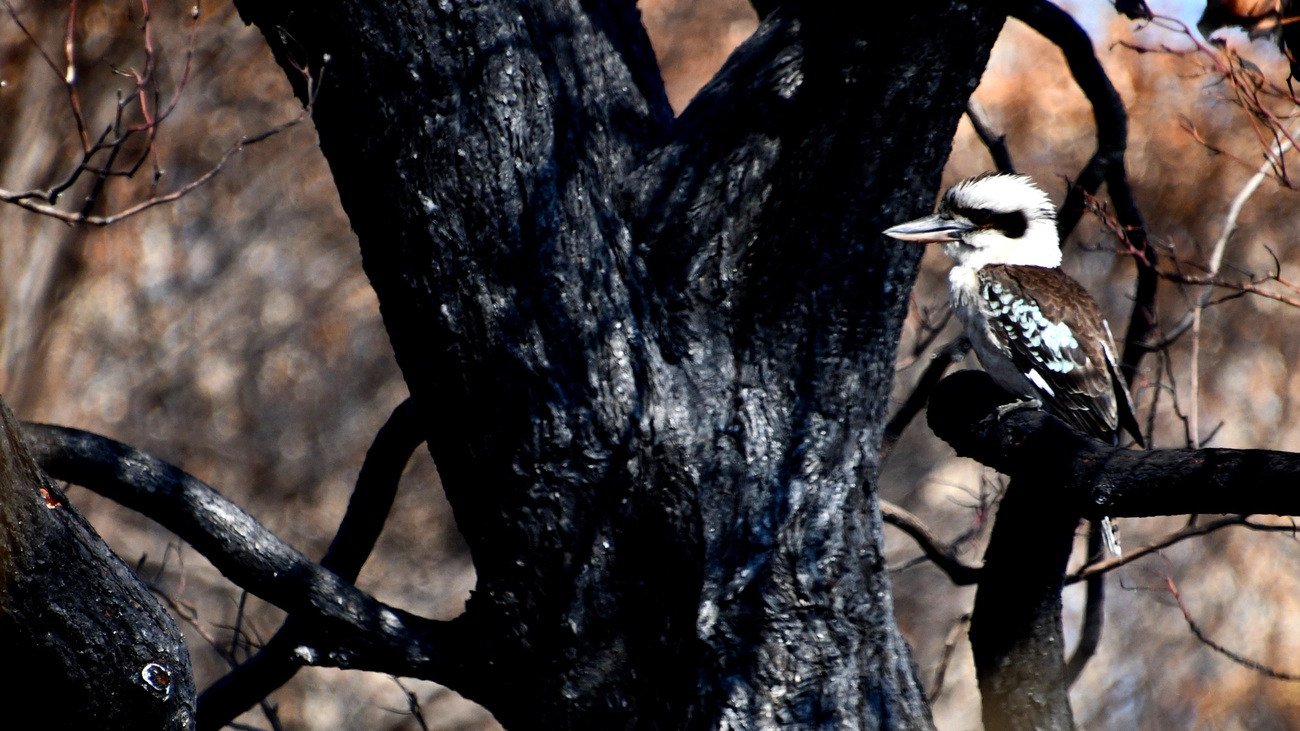 A laughing kookaburra perched on the blackened branch of a tree burnt by the bushfires in Noosa National Park.