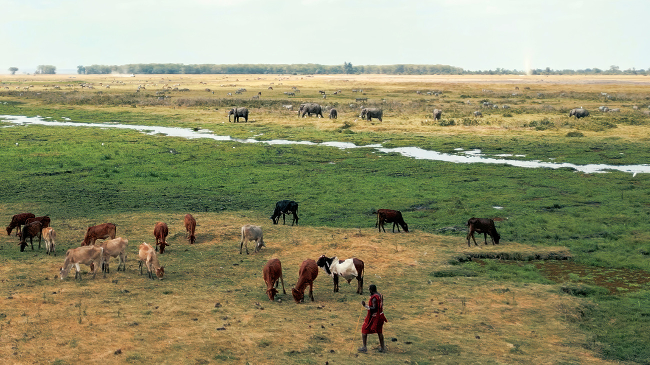 Een Maasai-man kijkt naar olifanten in de verte terwijl zijn vee dicht bij hem graast in Amboseli, Kenia.