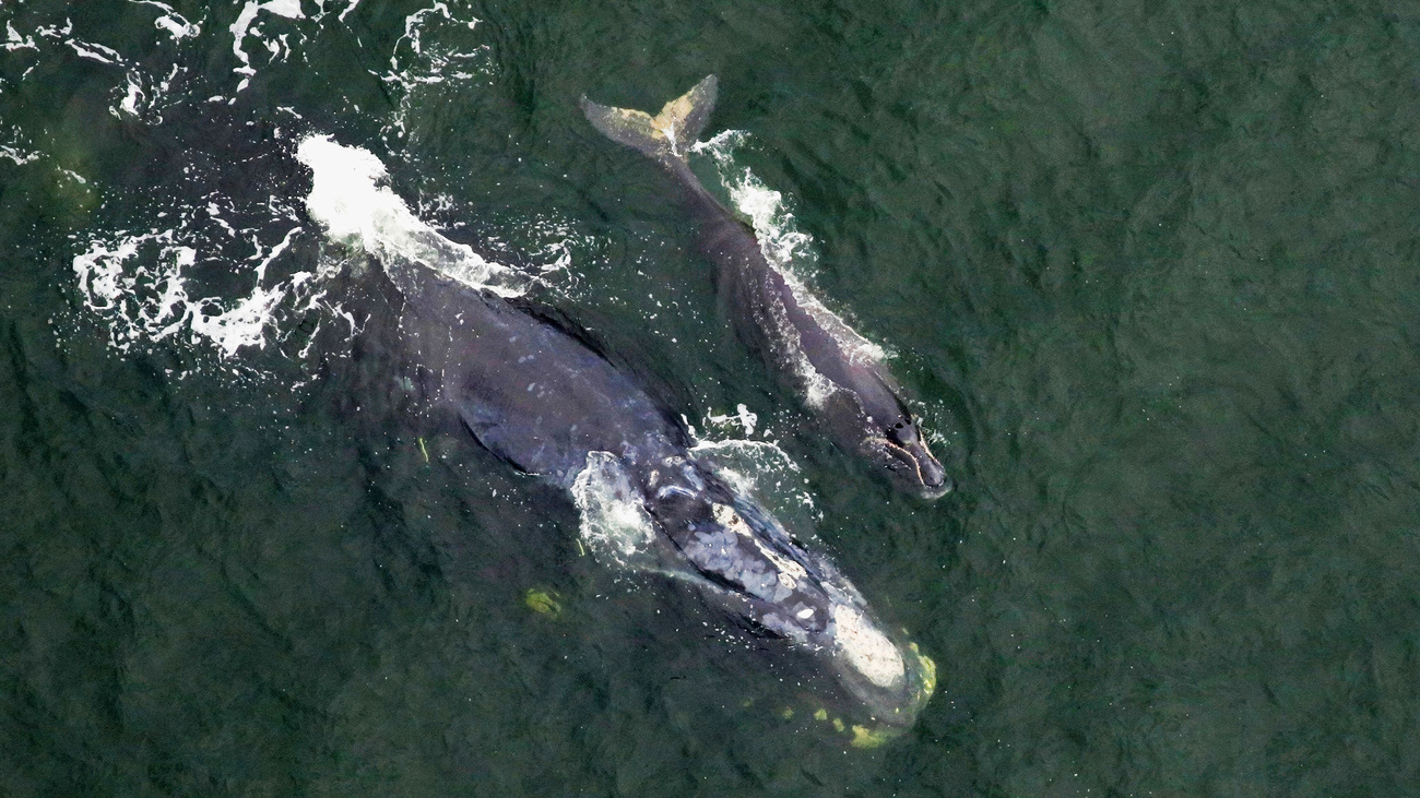 North Atlantic right whale Minus One (Catalog #2430) sighted approximately 5NM off Amelia Island, FL on 9 December 2024.