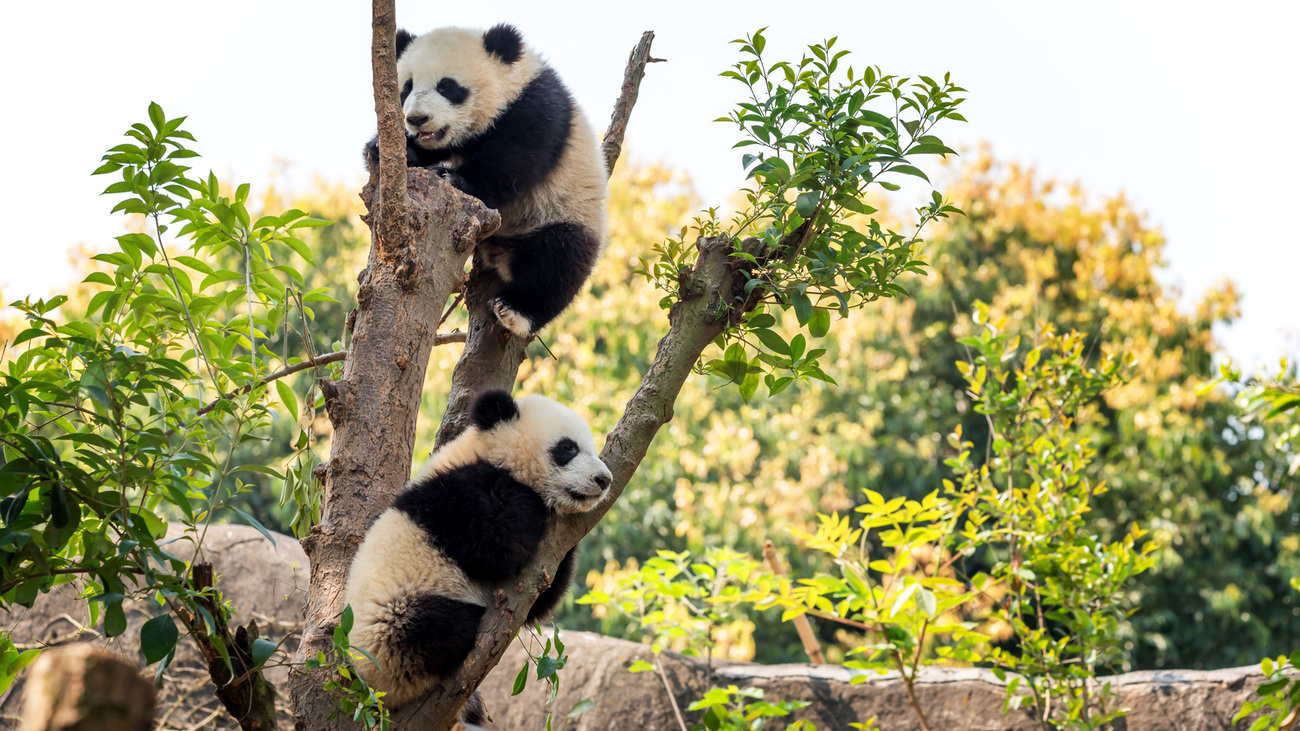 Two giant panda cubs in a tree in Chengdu, China.