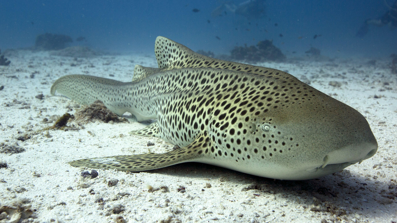 Wobbegong Shark resting at the ocean bottom