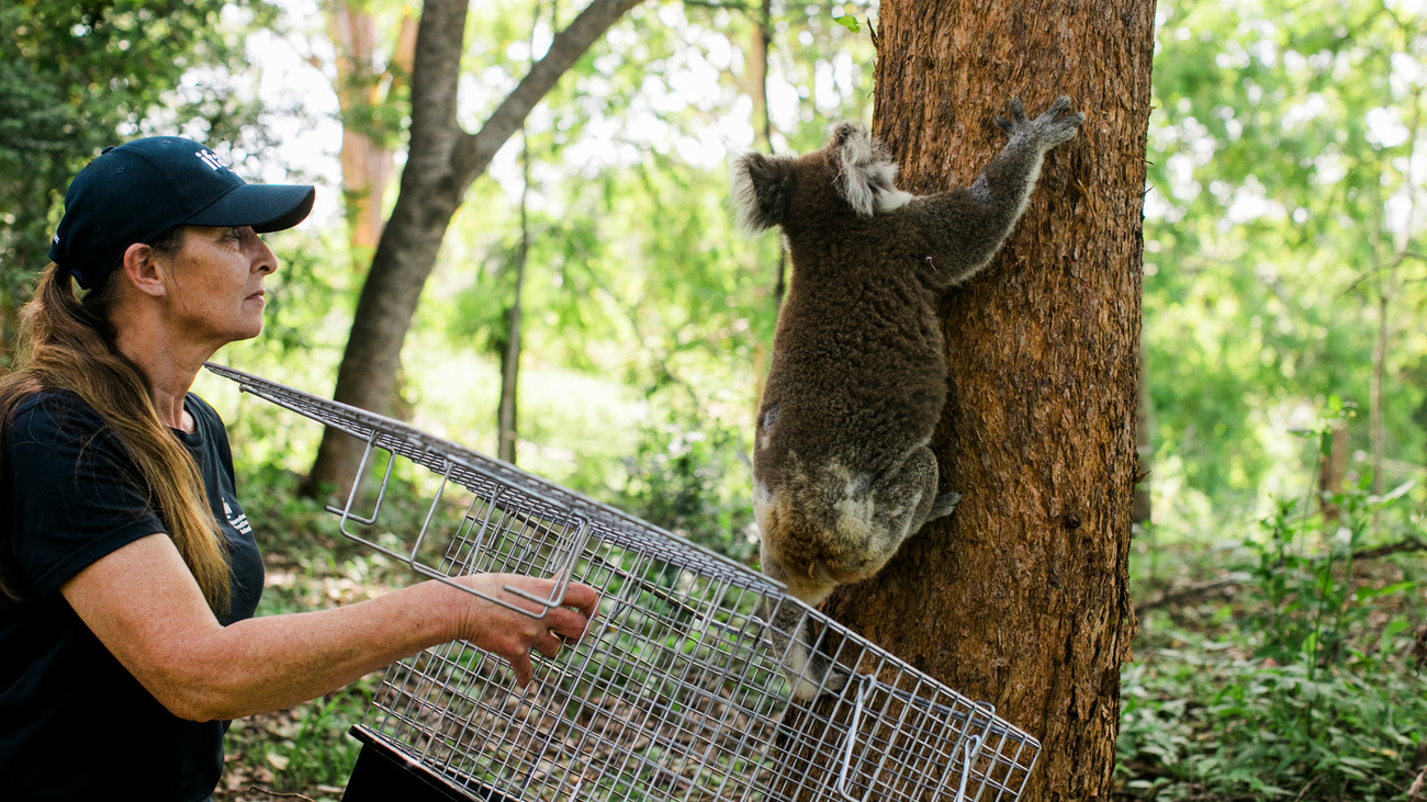 IFAW sponsored veterinary nurse, Marley Christian, watches Ginger, a rescued koala, climb out of the crate and onto a tree in a forest as she returns to the wild in East Lismore, New South Wales, Australia.