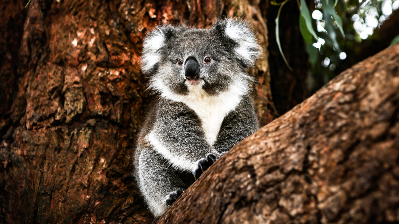 Ein Koala hockt auf einem imposanten, dunklen Baum.