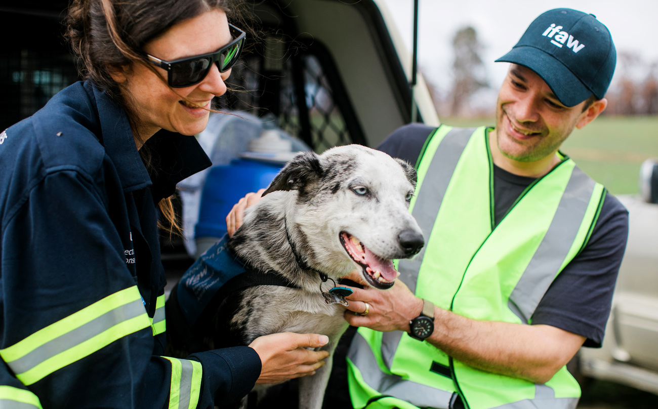 Dierenarts Dr. Paul Ramos, die door IFAW is ingehuurd, geeft liefdevolle aandacht aan Bear, die op de achterklep van zijn transportvoertuig zit, samen met zijn begeleider, Dr. Romane Cristescu, onderzoeker bij UniSC Detection Dogs for Conservation.