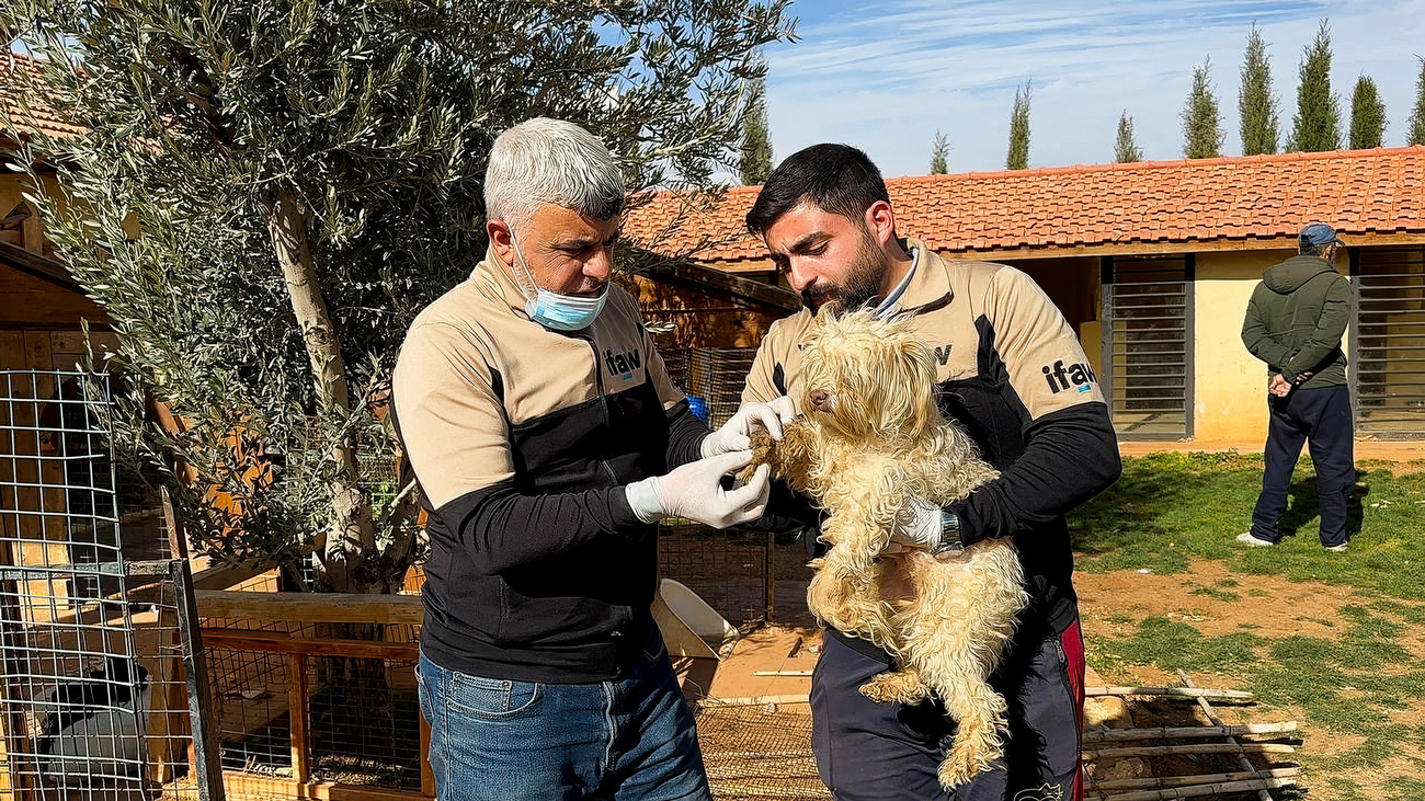 The House of Cats Ernesto team rescues a dog injured in the ongoing conflict in Syria.