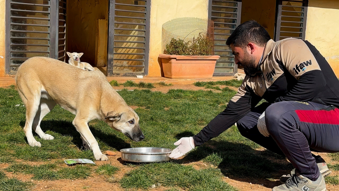 The House of Cats Ernesto team with a rescued dog injured in the ongoing conflict in Syria.