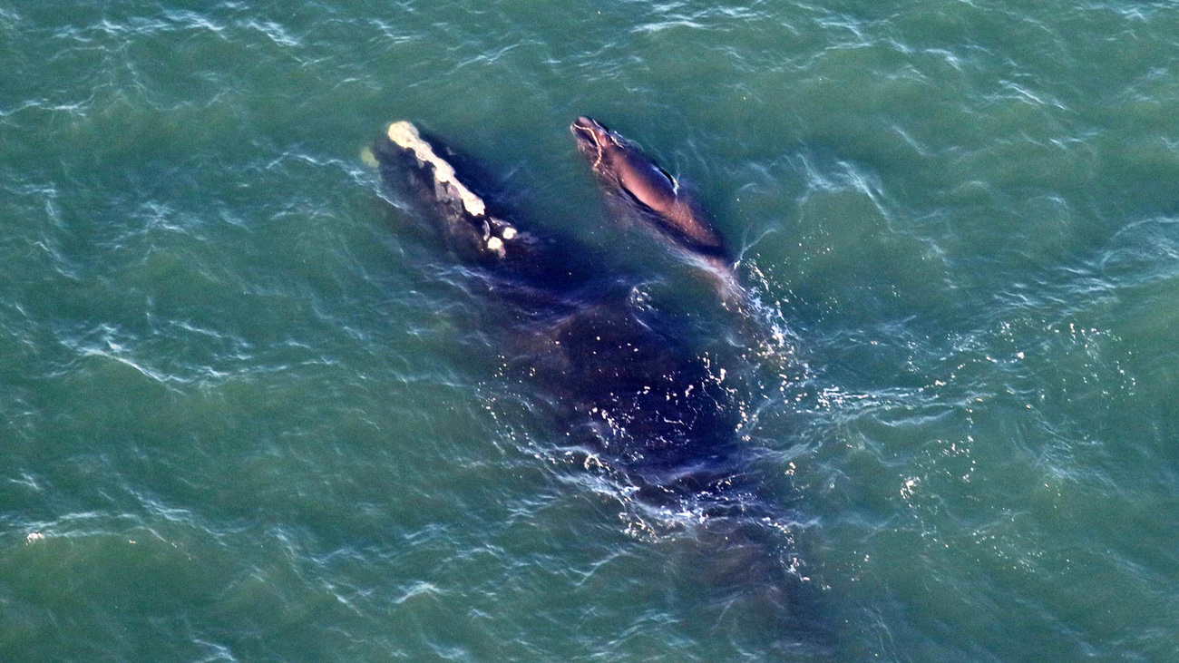 North Atlantic right whale Catalog #4540 and her calf were spotted on 18 December 2024 off of Back Bay National Wildlife Refuge in Virginia.