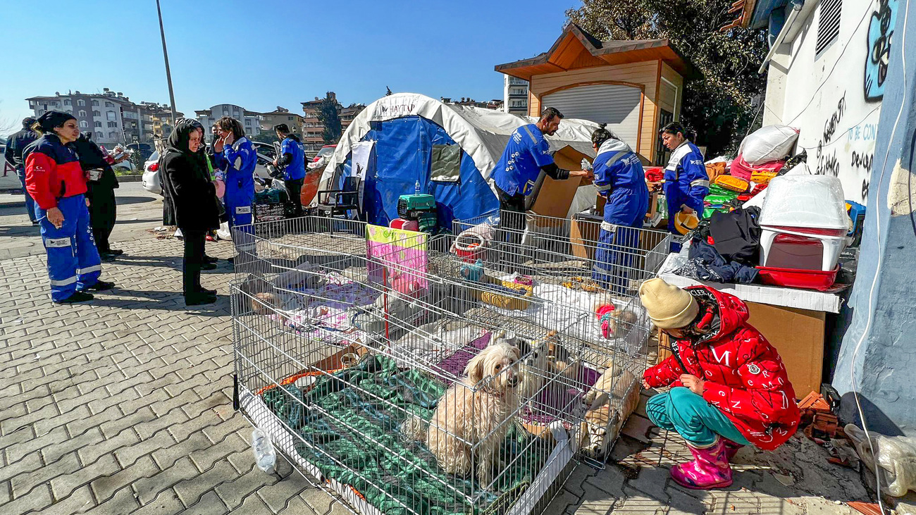 The Haytap field hospital tent is treating animals affected by the earthquake in Turkey.