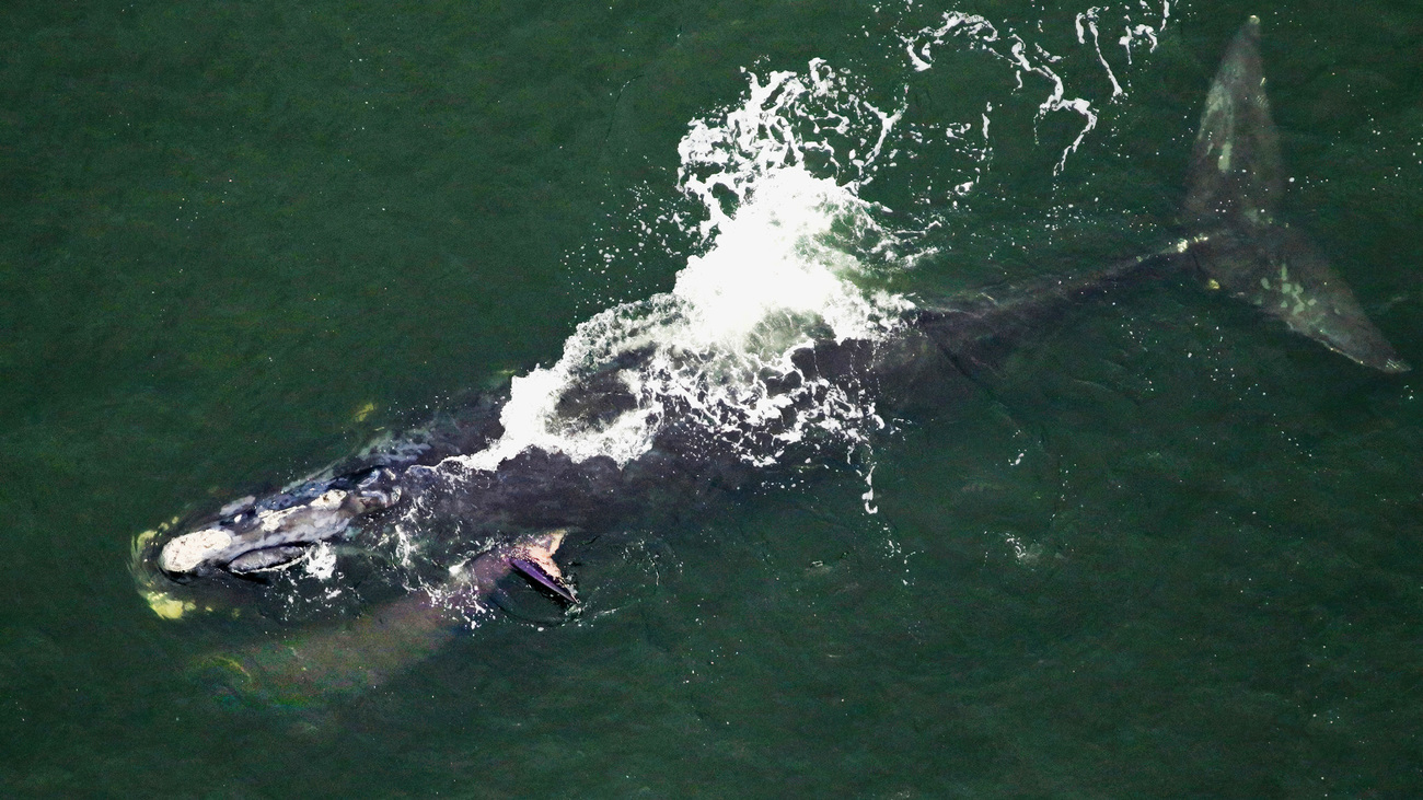 The calf of North Atlantic right whale Minus One (Catalog #2430) dives under the chin of their mother.