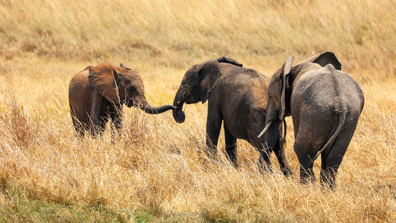 Chipembele (left) with two other elephants.