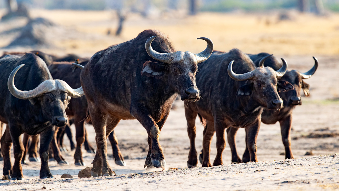 A herd of African buffalo walk together in Hwange National Park