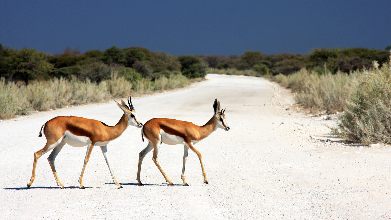 Two young springbok rams walking across a road in Etosha National Park, Namibia.