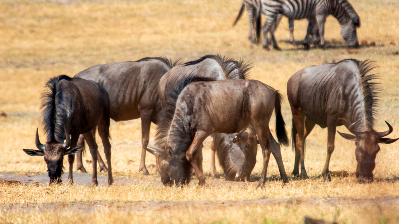 A small group of wildebeest drink from a watering hole near the Luvingi Pan Campsite.